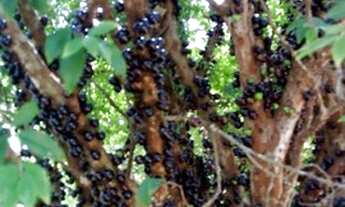 Imagem 6: Chácara à venda por R$ 1.300.000,00 - Aleluia - Cesário Lange/SP