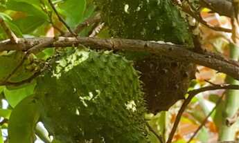 Imagem 6: Vendo casa no parque soledade