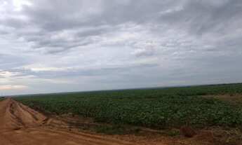Imagem 4: Fazenda 3.364hec em Lucas do rio verde, 1.800 abertos R$:700 sacas área aberta