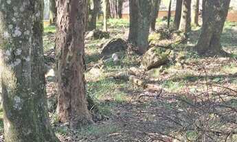 Imagem 3: Terreno em Caxias do Sul - São Virgílio