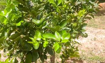 Imagem 2: Venda ou troca Chácara com venda por R$110.000