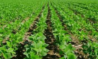 Imagem: Arrendamento fazenda 500 alq.Md