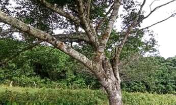 Imagem 6: Fazenda em 2 Irmãos Tocantins beira do asfalto terra cultura escriturada