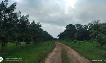 Imagem 7: Granja 40 mil bicos e plantação de pimenta do reino e açaí R$600 mil