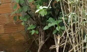 Imagem 7: Lote com casa Casa com 2 dormitórios