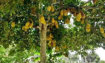 Imagem: Sítio Completo no Sapé - Escriturado e