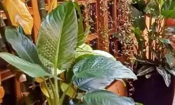 Imagem 2: Casa Residência em Jaú