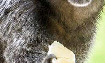 Imagem 2: Casa à venda, 350 m² por R$ 1.750.000,00 - Condomínio Estância Marambaia - Vinhedo/SP