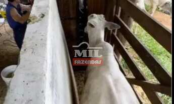 Imagem 5: Fazenda 75 Alqueires (363 Hectares) Uruaçu - Go