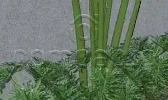 Imagem 5: Casa Condomínio em São José do Rio Preto