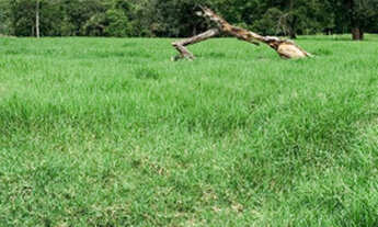 Imagem 6: Fazenda Heitoraí - Margens Rio Uru