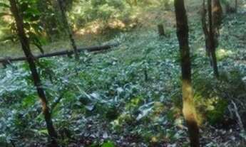 Imagem 2: Chacrinhas Pedro de Toledo SP...leia o anuncio