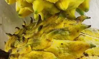 Imagem 4: Sitio em Benevides