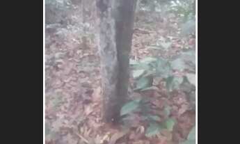 Imagem 2: Vendo terreno na estrada de Pindobal/Alter