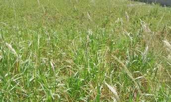 Imagem 3: Repasso esse terreno na fazenda real 1