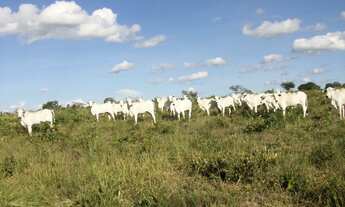 Imagem 6: Fazenda 356,85 ha - Brasilândia de Minas - MG- Estuda Permuta