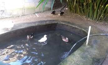 Imagem 3: Area plana com 2450 m2 parte murada, outra parte telada- colada ao Cond, Village do Horto