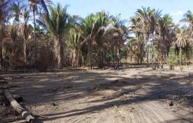 Imagem 4: Terreno de 3 hectares