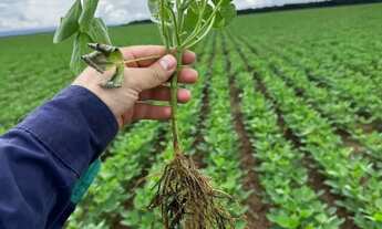 Imagem: Fazenda arrenda outra vende 15.900hec planta