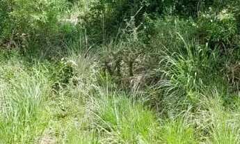 Imagem 4: Área de terra bairro Joaneta, Picada Café.RS REF: 473