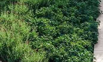 Imagem 7: LANÇAMENTO Portal do Sol Noronha