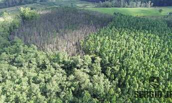 Imagem 7: Área de terra com 26,7ha e frente para o asfalto em Montenegro - 8 km do Centro