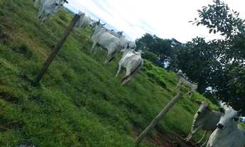 Imagem 6: Fazenda 95 alqueires