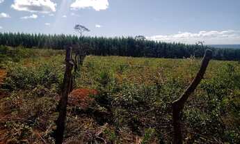 Imagem 2: Fazenda de 74,5 hectares para eucalipto, gado ou soja