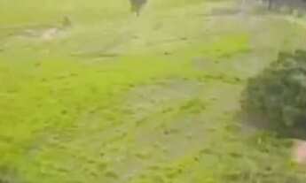 Imagem 7: Vende se linda chácara com 68 mil metros toda formada em alexania go 11 km da cidade