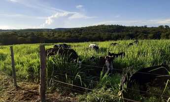 Imagem 3: FAZENDA RANCHARIA BRASÍLIA DE MINAS