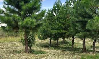 Imagem 4: Terreno exclusivo em condomínio Fechado em Quatro Barras próximo de Curitiba