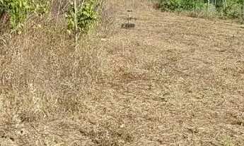 Imagem 4: Vendo ou troco terreno