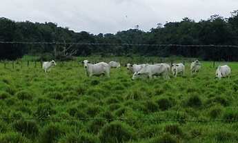 Imagem: 150 hectares fazendinha pronta documentada