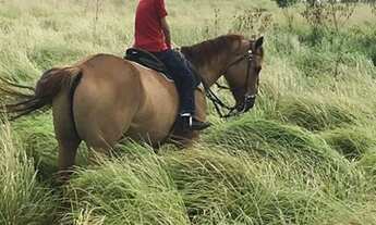 Imagem 3: Fazenda com 460 hectares na região de Bom Jesus top de luxo