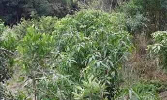 Imagem 3: Casa para venda possui 1700 metros quadrados com 2 quartos