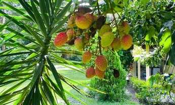 Imagem 6: Sítio de 5.500m2 no condominio Ipe Amarelo