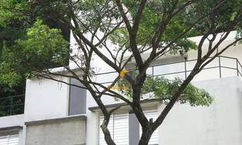 Imagem 5: Sobrado com 4 dormitórios para alugar, 200 m² por R$ 5.500,00/mês - Jardim Peri Peri - São