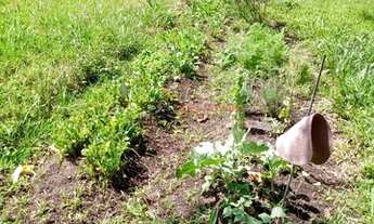 Imagem 3: Chácara em Cocuera - Mogi das Cruzes