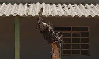 Imagem 6: Chacarinha de mil com casinha