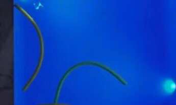 Imagem 3: Casa com piscina mobiliada para locação por temporada em uberlandia