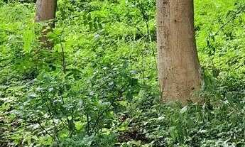 Imagem 6: Chácara Chácara com venda por R$85.000