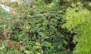 Imagem 7: Terreno à venda, 600 m² por R$ 6.300.000,00 - Vila Madalena - São Paulo/SP