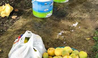 Imagem 3: Chácara no Robalo