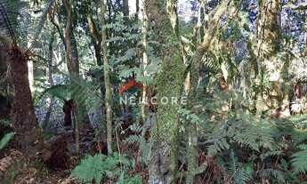 Imagem 4: Lote em Rua 21 - Alpes - São Francisco de Paula/RS