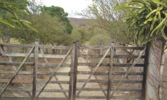 Imagem: Terra 20 Trfs com IRRIGAÇÃO Margens da