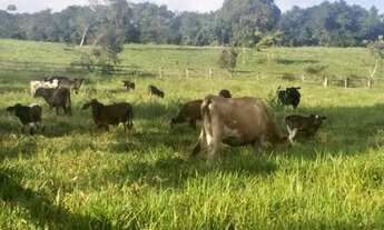 Imagem 3: Fazenda na região do Eixo Forte - Santarém PA