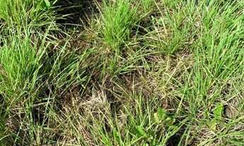 Imagem 7: Fazenda em Almas-TO. 80 alqueires