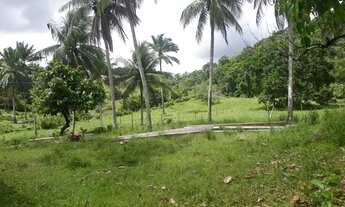 Imagem 7: Vendo maravilhoso sítio em Jaguaripe