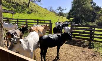 Imagem 5: Fazendinha 8 Alqueires Bela Vista