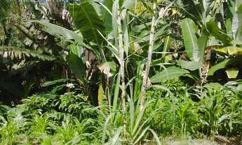 Imagem 7: Venda-se está propriedade de 2,5 ( dois Alqueires e meio) no Município de Muqui/ES